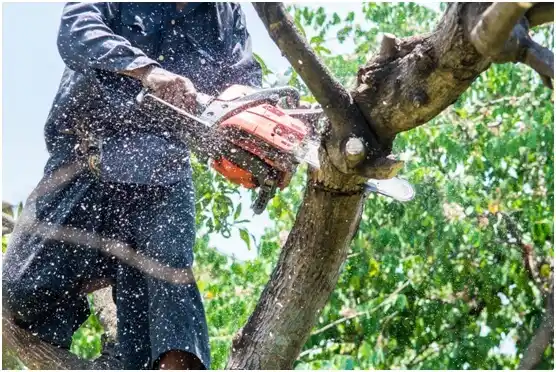 tree services Uvalde Estates